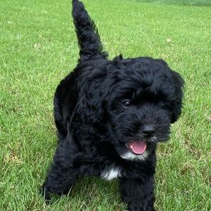 Meet your Posher, Caroline